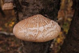 Birch Polypore and Hoof Conk