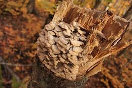 polypore conk mushrooms varnish tails turkey hoof polypores birch reishi call tree